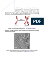 Kromosom Tersusun Atas Molekul DNA Yang Membawa Informasi Genetik