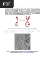 Download Kromosom Tersusun Atas Molekul DNA Yang Membawa Informasi Genetik by yursey SN40041505 doc pdf