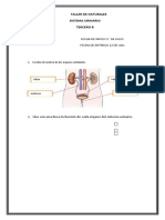 Sistema Urinario