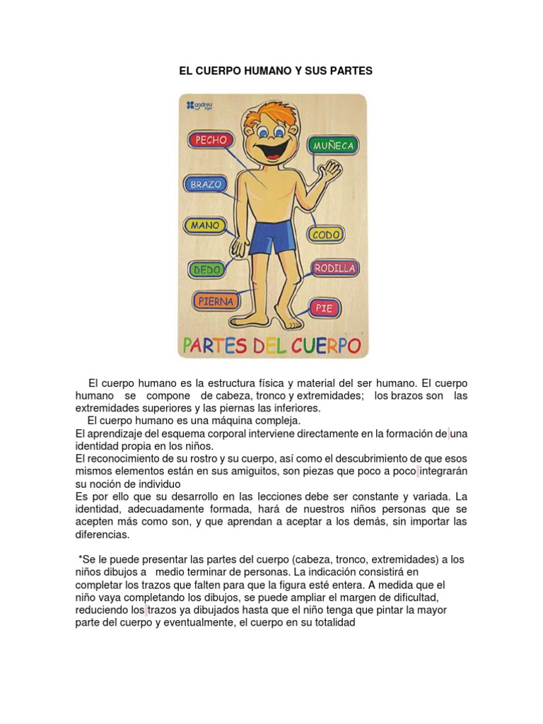 Sin Sus Partes Del Cuerpo Humano Imagenes Cuáles Son Los Sistemas Y