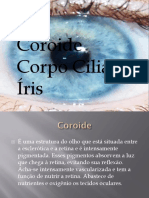 Estruturas do olho: coróide, corpo ciliar e íris