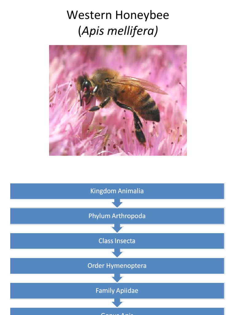 Overview of Honeybee Species and Anatomy | PDF | Honey Bee | Western ...
