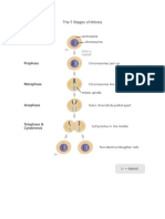 The Mitosis Stages Explaination