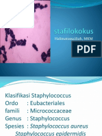 Bakteri Stafilokokus