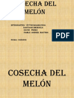 Cosecha Del Melón M