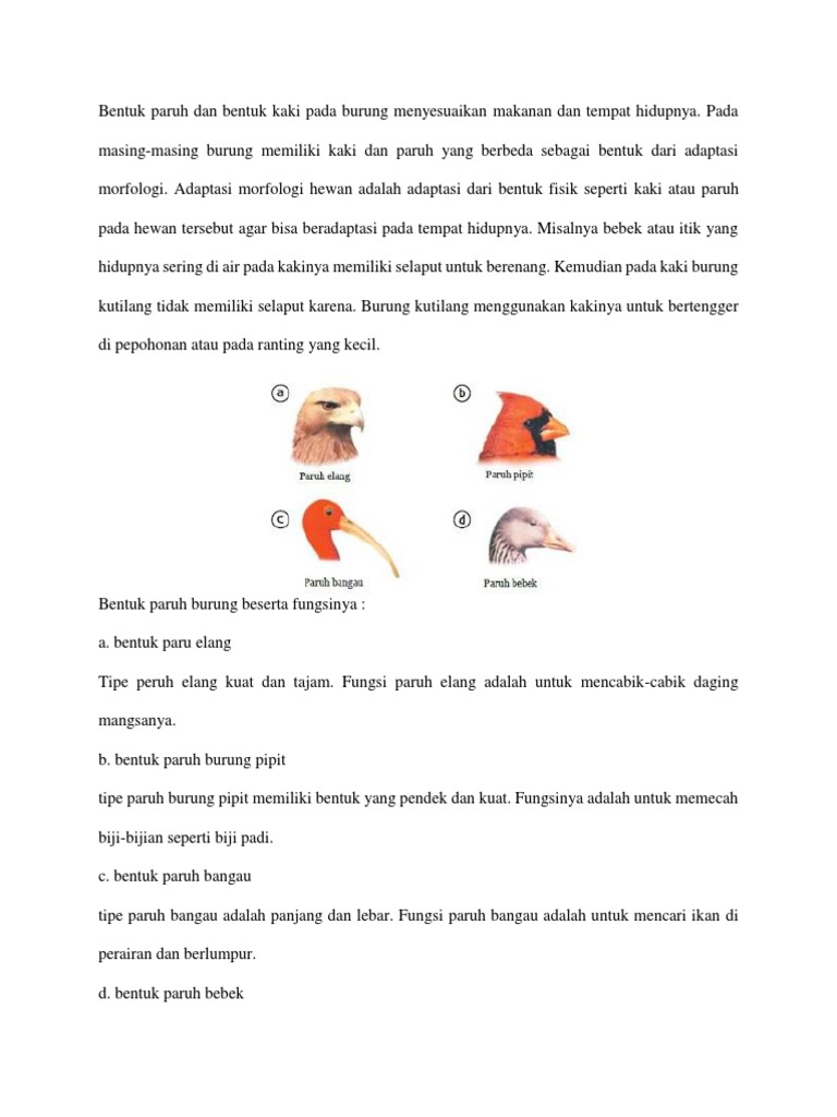 Bentuk Paruh Dan Bentuk Kaki Pada Burung Menyesuaikan Makanan Dan