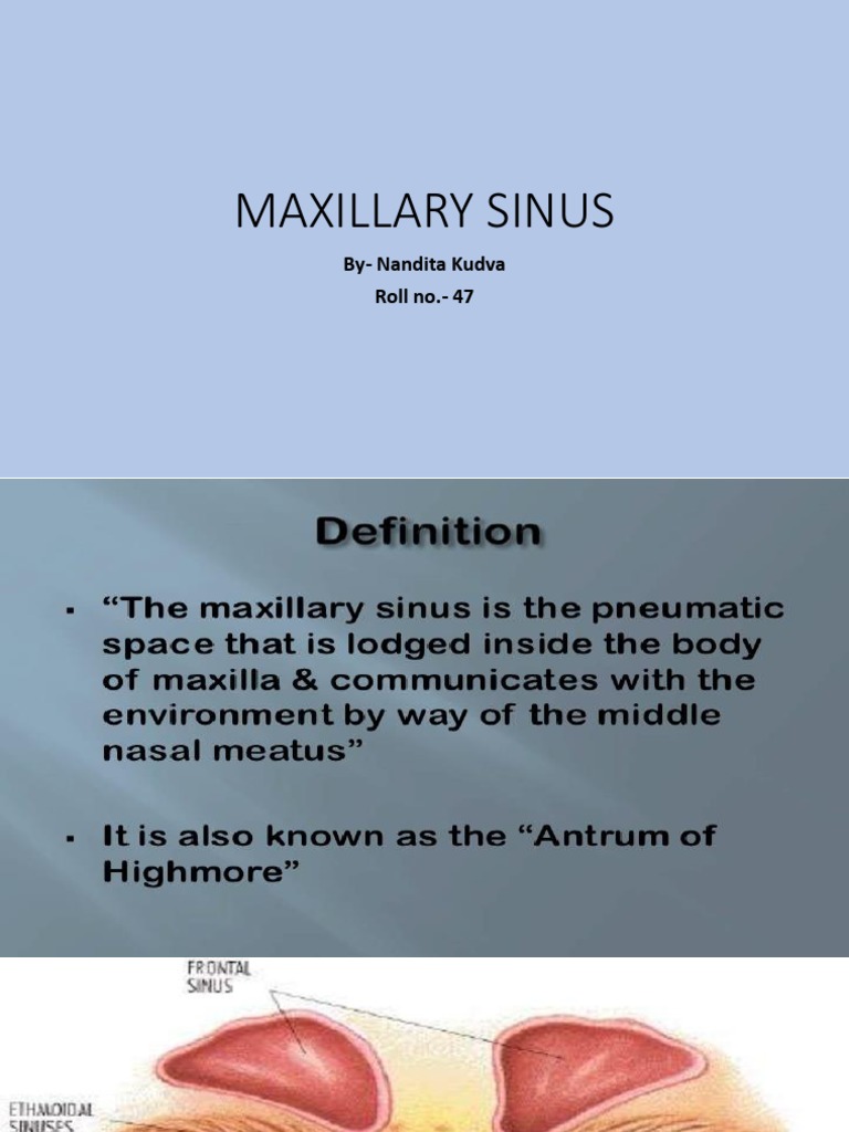 Maxillary Sinus: By-Nandita Kudva Roll No. - 47 | PDF