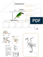 Animales Vertebrados Aves