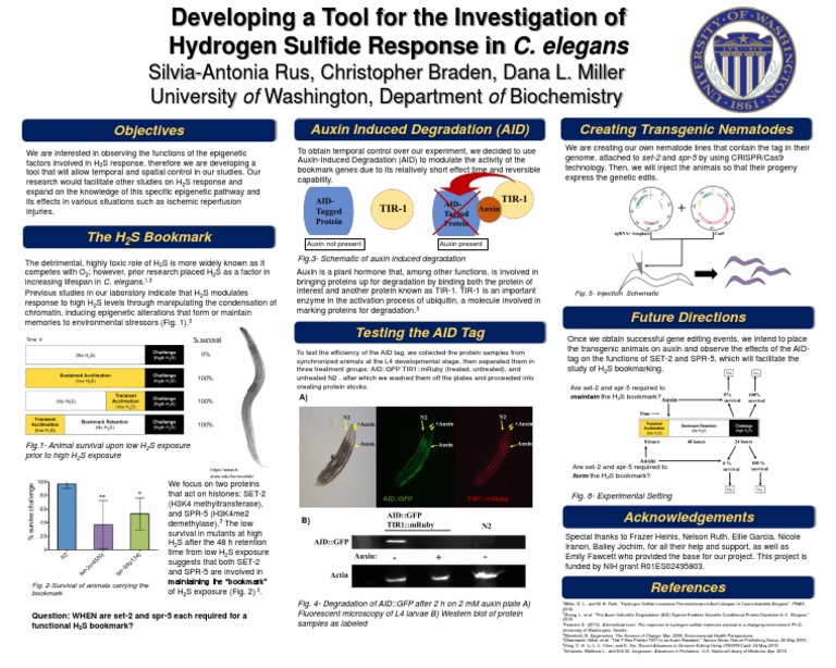 Undergraduate Research Symposium Poster III | PDF | Epigenetics ...