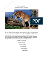 Amur Leopard: (Panthera Pardus Orientalis)