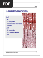Anatomia vegetal