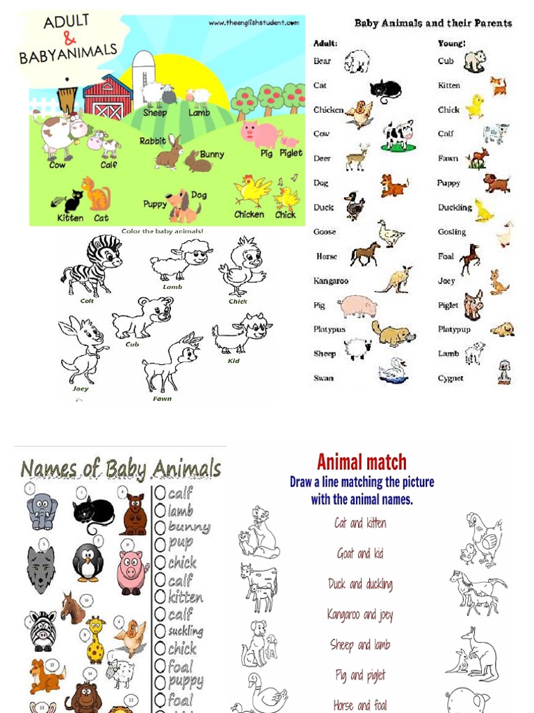 Baby Animals Pdf