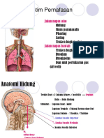Anatomi Sistim Pernafasan