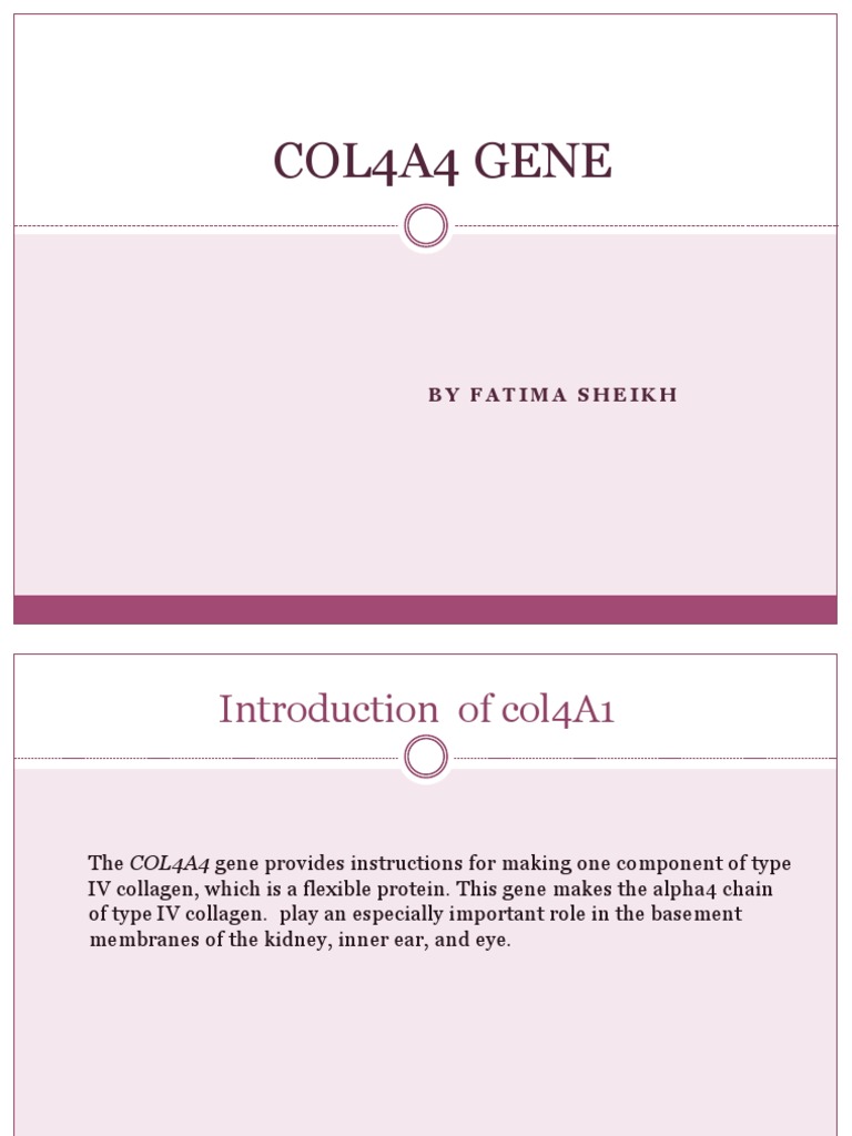 COL4A4 Gene Overview and Details | PDF