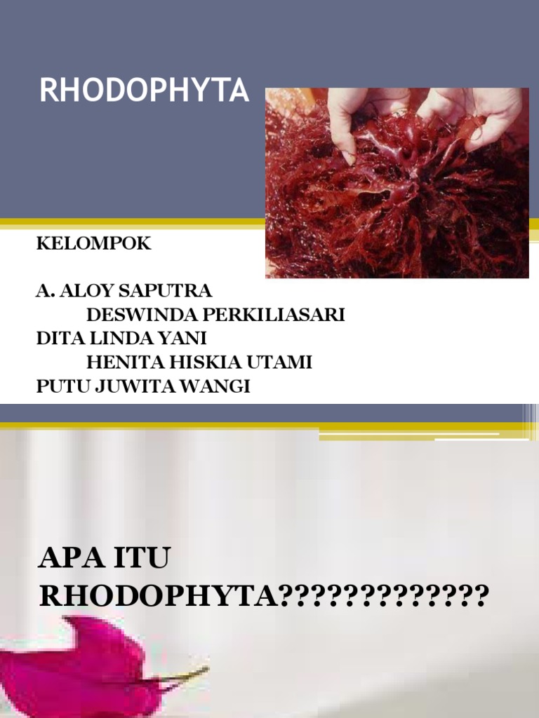 RHODOPHYTA