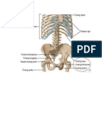tulang manusia