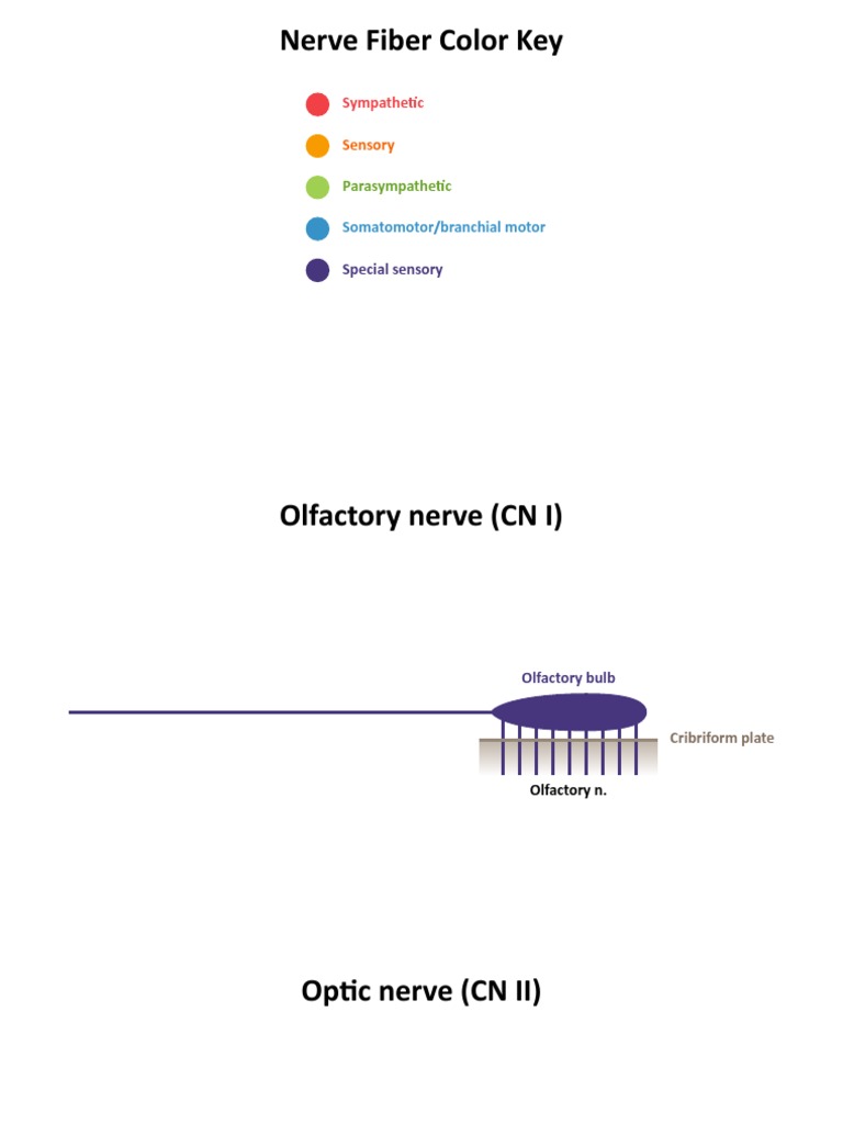 Cranial Nerves Diagram | PDF | Human Head And Neck | Primate Anatomy