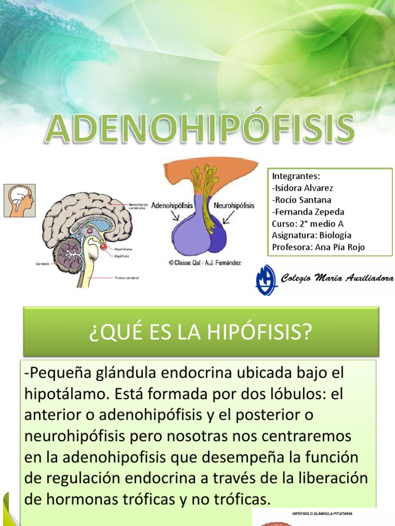 Funciones y Hormonas de la Adenohipófisis | PDF | Glándula pituitaria