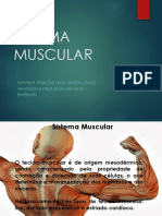 sistema  muscular