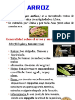 Generalidades sobre el cultivo del arroz