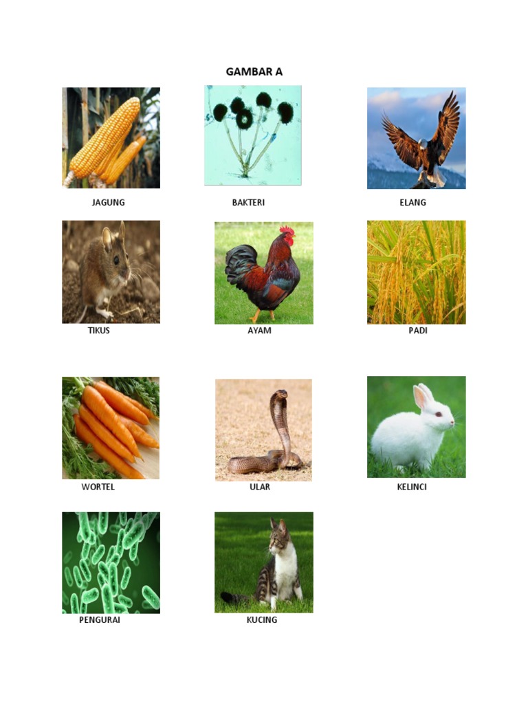 Contoh Soal Persilangan Dihibrid Pada Hewan Berbagi