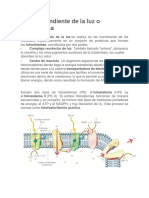 Fase Dependiente de La Luz o Fotoquímica