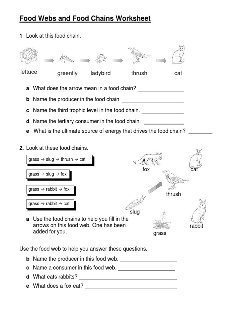 food-webs-and-food-chains-worksheet-pdf-pdf