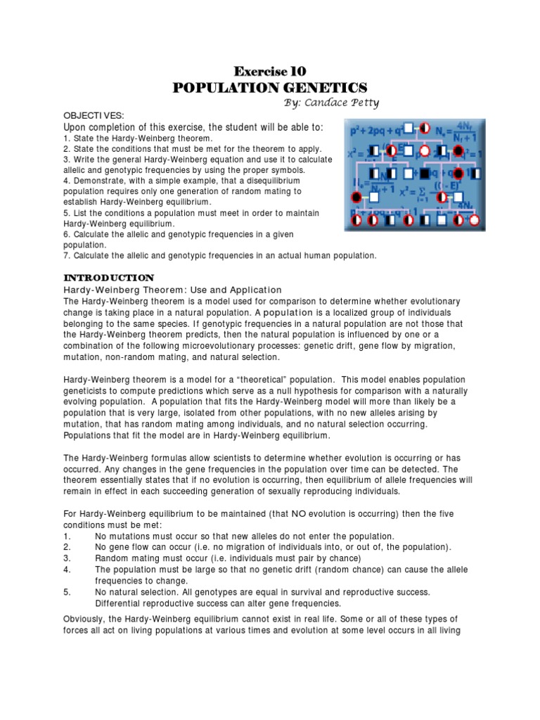 Hardy-Weinberg Equilibrium Explained | PDF | Zygosity | Allele