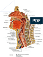 Anatomia._Articuladores.pdf