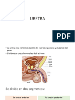 Anatomía de la uretra