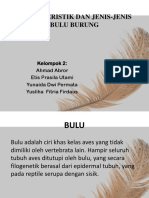 Karakteristik Bulu Burung