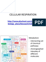 Cellular Respiration