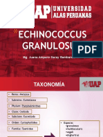4.echinococcus Granulosus