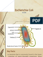 E COLI