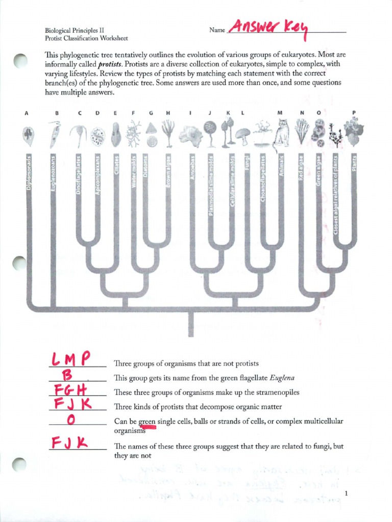 Handout Protist Classification Worksheet Answer Key