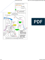 Mitochondrie2.pdf