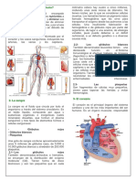 aparato circulatorio.docx