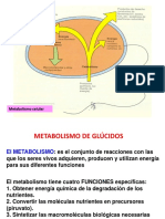 Metabolismo Celular 2