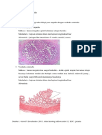 Tugas Histologi Blok Urologii