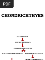 Chondrichthyes