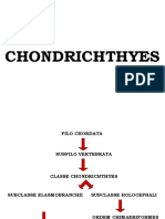 Chondrichthyes: tubarões e raias