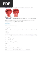 STRIKTU URETRA & GLOMRULONFRITIS