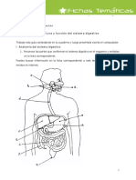 actividad sistema digestivo.pdf