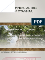 Teak - Commercial Tree Species of Myanmar