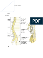 Menyebutkan Dan Menunjukan Spinal Cord