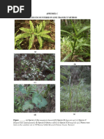 Internal Morphology of Monocot and Dicot Roots | PDF | Root | Plant Stem