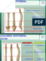 Sistema Locomotor