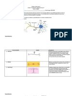 Neuronas y sus estructuras