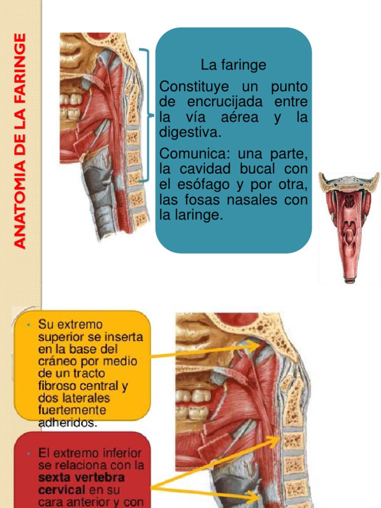 Anatomía y función de la faringe | PDF | Anatomía humana | Anatomía