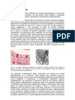 Epitelio Glandular